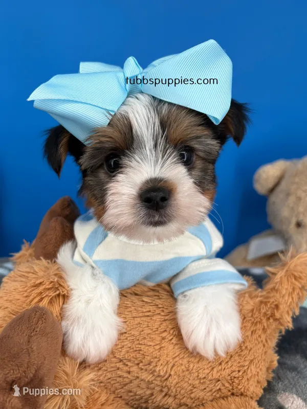Nugget – Biewer puppy for sale in Fort Worth, TX
