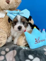 Nugget, a male Biewer for sale in Fort Worth, TX – Photo 7 of 7