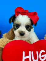 Hotdog, a male Biewer for sale in Fort Worth, TX – Photo 4 of 5