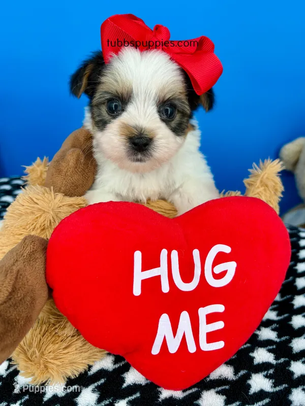 Hotdog – Biewer puppy for sale in Fort Worth, TX