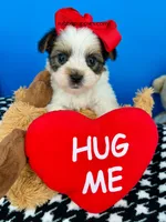 Hotdog, a male Biewer for sale in Fort Worth, TX – Photo 1 of 5