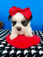 Hotdog, a male Biewer for sale in Fort Worth, TX – Photo 5 of 5