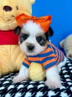 Hotdog, a male Biewer for sale in Fort Worth, TX – Photo 3 of 5