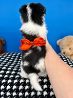 Hotdog, a male Biewer for sale in Fort Worth, TX – Photo 2 of 5