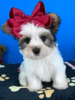 Hotdog, a male Biewer for sale in Fort Worth, TX – 4 of 5