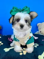 Hotdog, a male Biewer for sale in Fort Worth, TX – 3 of 5