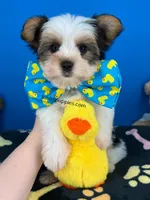 Hotdog, a male Biewer for sale in Fort Worth, TX – 2 of 5