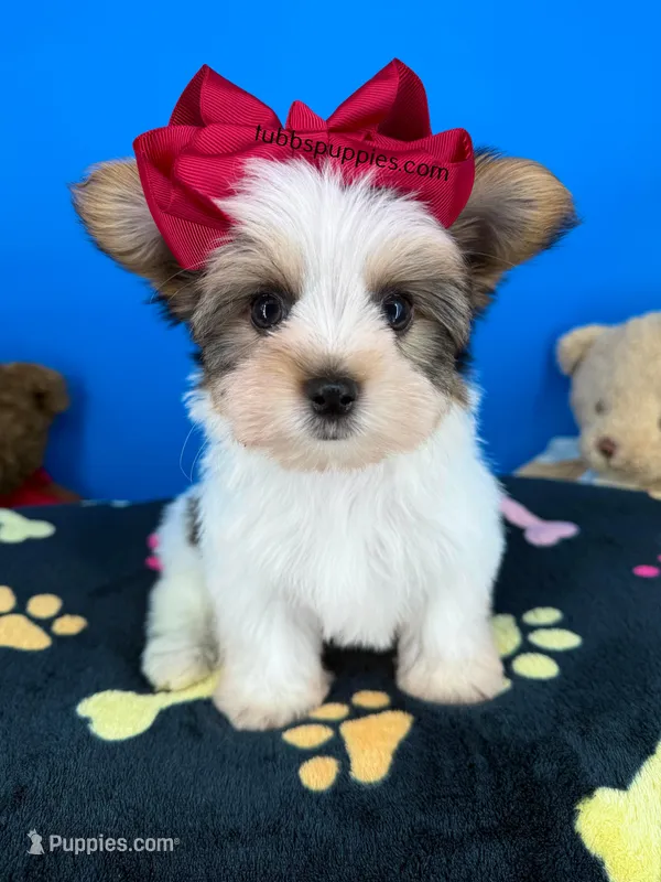Hotdog – Biewer puppy for sale in Fort Worth, TX