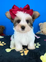 Hotdog, a male Biewer for sale in Fort Worth, TX – 1 of 5