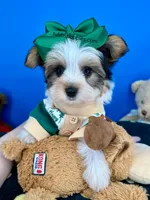 Hotdog, a male Biewer for sale in Fort Worth, TX – 5 of 5