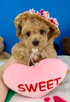 Peaches, a female Maltipoo for sale in Fort Worth, TX – 4 of 5