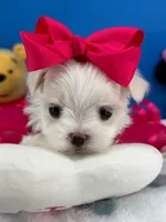 Princess, a female Maltese for sale in Fort Worth, TX – 4 of 7