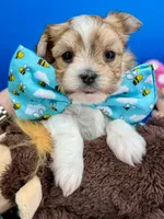Hershey, a male Morkie for sale in Fort Worth, TX – 6 of 6