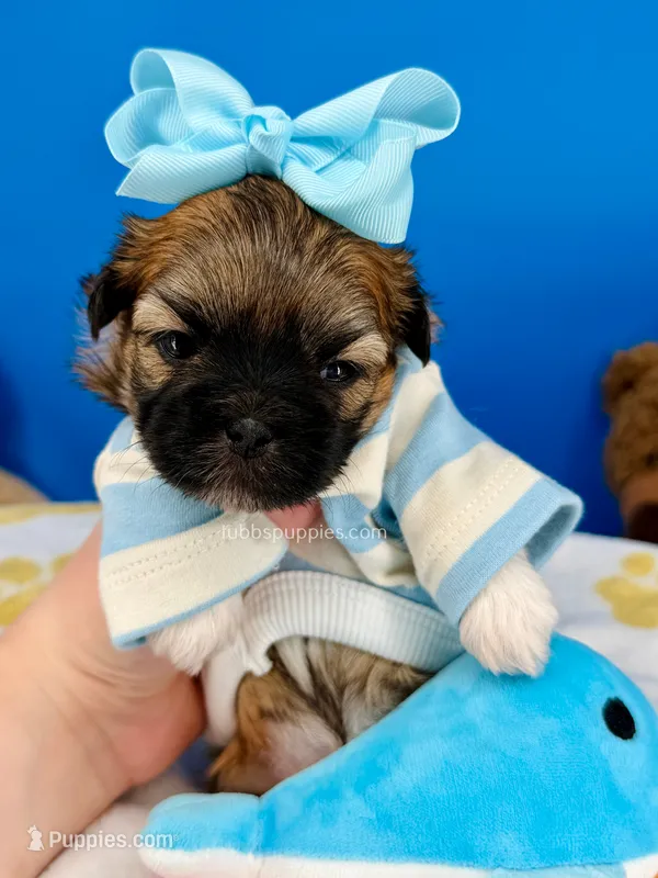 Pretzel – Mal Shi puppy for sale in Fort Worth, TX