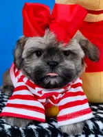 Bandit, a male Mal Shi for sale in Fort Worth, TX – 3 of 10