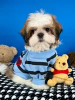 Teddy Bear, a male Mal Shi for sale in Fort Worth, TX – Photo 6 of 9