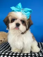 Teddy Bear, a male Mal Shi for sale in Fort Worth, TX – Photo 2 of 9