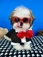 Teddy Bear, a male Mal Shi for sale in Fort Worth, TX – Photo 5 of 9