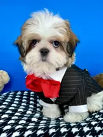 Teddy Bear, a male Mal Shi for sale in Fort Worth, TX – Photo 4 of 9