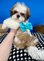 Teddy Bear, a male Mal Shi for sale in Fort Worth, TX – Photo 8 of 9