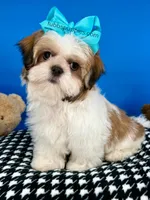 Teddy Bear, a male Mal Shi for sale in Fort Worth, TX – Photo 1 of 9