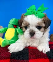 processed/84caae7f-987d-4f94-b24b-e9c07baf2f1c/listing/fca5f659-5a7d-4958-9ab3-e536cb910f88/7fa1861e-b4ce-44a2-ab12-98dce0aadb32