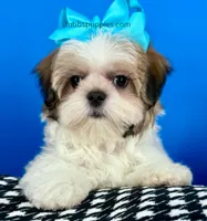 Teddy Bear, a male Mal Shi for sale in Fort Worth, TX – Photo 7 of 9