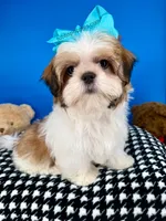 Teddy Bear, a male Mal Shi for sale in Fort Worth, TX – Photo 3 of 9