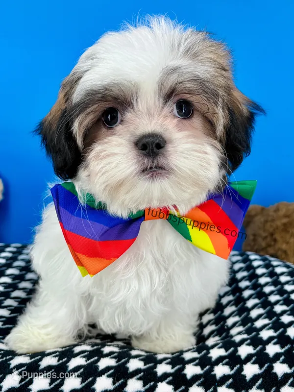 Frito – Mal Shi puppy for sale in Fort Worth, TX