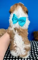 Teddy Bear, a male Mal Shi for sale in Fort Worth, TX – Photo 9 of 9