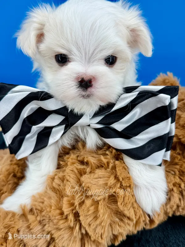Marshmallow – Maltese puppy for sale in Fort Worth, TX