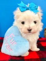 processed/84caae7f-987d-4f94-b24b-e9c07baf2f1c/listing/ff2d307b-182d-48fe-89fa-acbe1ee2a7aa/43ea5d57-6167-4ac5-a6bf-2c6db596ae48