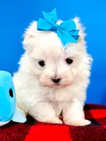 processed/84caae7f-987d-4f94-b24b-e9c07baf2f1c/listing/ff2d307b-182d-48fe-89fa-acbe1ee2a7aa/a4102f0a-de5d-4dfb-9d97-82aaf5ecd1b9