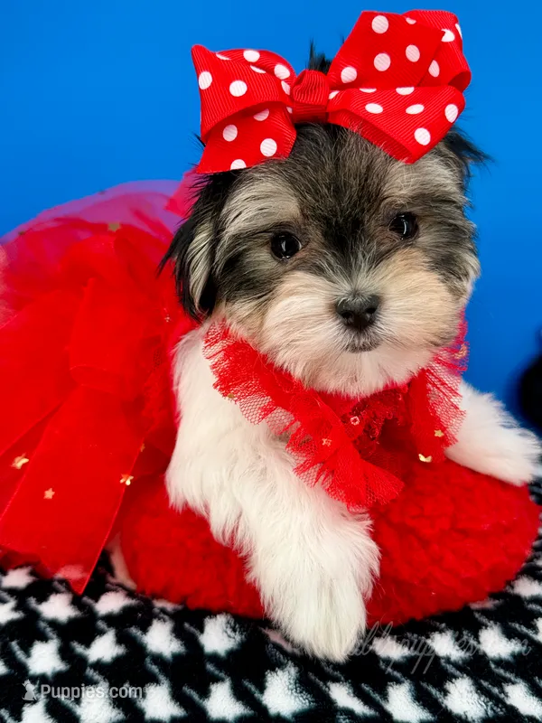 Kisses – Morkie puppy for sale in Fort Worth, TX