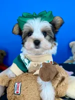 Hotdog, a male Yorkshire Terrier for sale in Fort Worth, TX – 4 of 4