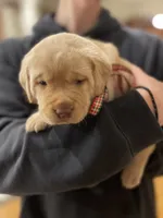 The Cruse Kennels, a male Labrador Retriever for sale in Monroe, NC – Photo 2 of 5