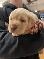 The Cruse Kennels, a male Labrador Retriever for sale in Monroe, NC – Photo 5 of 5