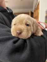 The Cruse Kennels, a male Labrador Retriever for sale in Monroe, NC – Photo 4 of 5