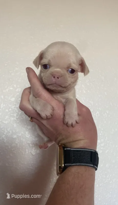 Jasmine  – Pug puppy for sale in Hesperia, CA