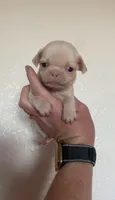 Jasmine , a female Pug for sale in Hesperia, CA – 1 of 2