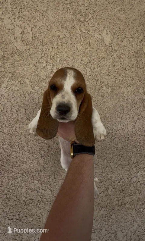 Daisy  – Basset Hound puppy for sale in Hesperia, CA