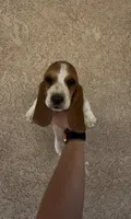 Daisy , a female Basset Hound for sale in Hesperia, CA – 1 of 3