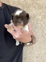 Chloe, a female Shih Tzu for sale in Hesperia, CA – 1 of 3