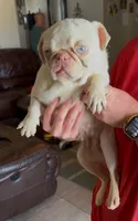 Lovely, a female Pug for sale in Hesperia, CA – 2 of 2