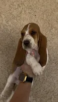 Honey, a female Basset Hound for sale in Hesperia, CA – 4 of 4