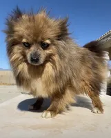 Foxy, a female Pomeranian for sale in Hesperia, CA – 5 of 5
