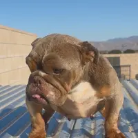 Comet, a female English Bulldog for sale in Hesperia, CA – Photo 3 of 3