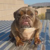 Comet, a female English Bulldog for sale in Hesperia, CA – Photo 1 of 3