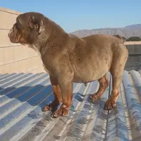 Comet, a female English Bulldog for sale in Hesperia, CA – Photo 2 of 3