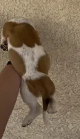 Honey, a female Basset Hound for sale in Hesperia, CA – 2 of 4
